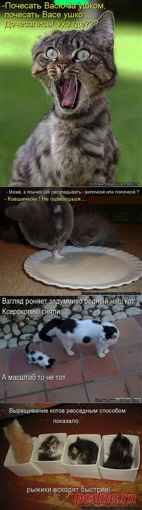 Новые смешные котоматрицы января! | ЛЮБИМЫЕ ФОТО