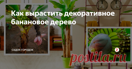 Как вырастить декоративное банановое дерево Красивое мощное банановое растение обратит на себя внимание любого человека, неравнодушного к прекрасному цветочному миру.