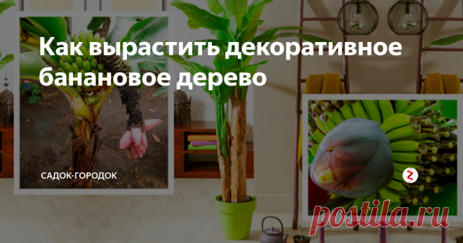Как вырастить декоративное банановое дерево Красивое мощное банановое растение обратит на себя внимание любого человека, неравнодушного к прекрасному цветочному миру.