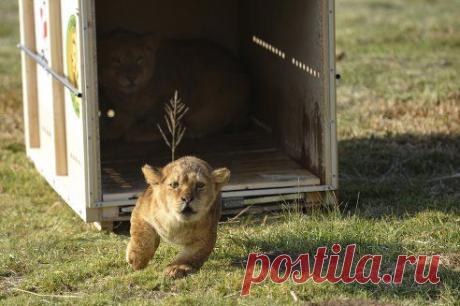 Полугодовалого львенка выпускают на свободу в Южной Африке