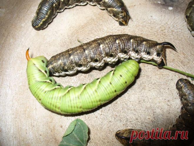гусеницы-название и фото: 77 тыс изображений найдено в Яндекс.Картинках