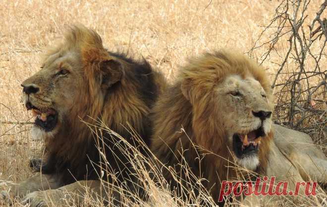 Lions, Kruger National Park, SOUTH AFRICA 20180928