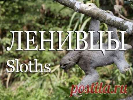 Ленивцы — Sloths - YouTube