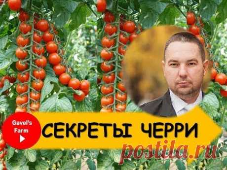 Как вырастить томаты черри? Секреты возделывания.