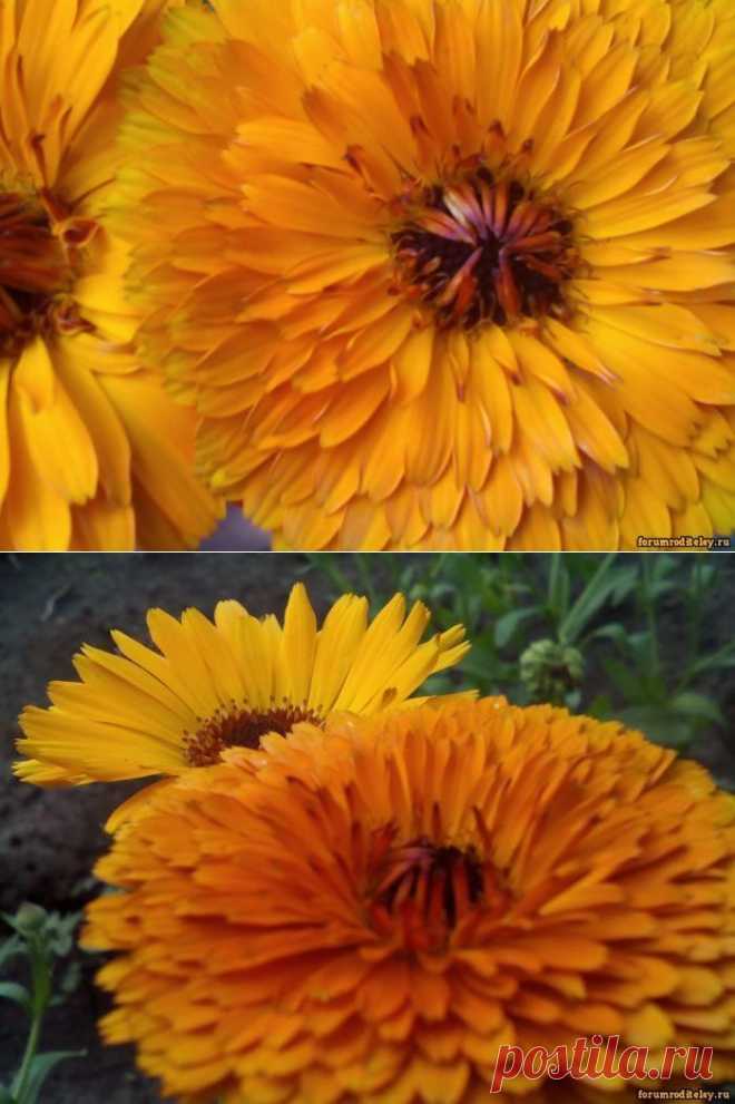 Солнечного лета буйство красок :: forumroditeley.ru - форум родителей и о детях