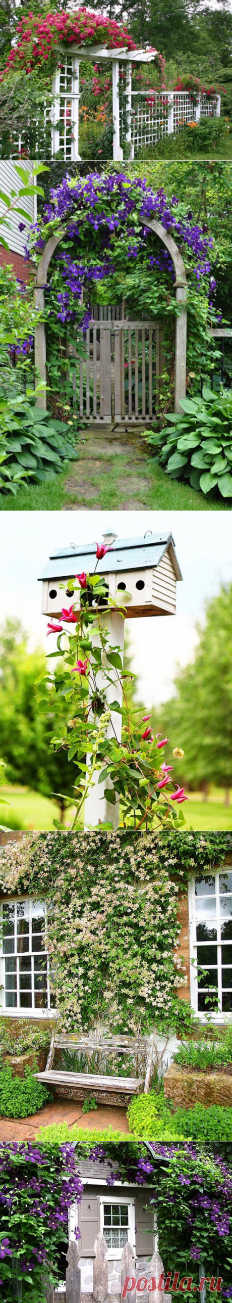 Восхитительные клематисы - Дизайн интерьеров | Идеи вашего дома | Lodgers