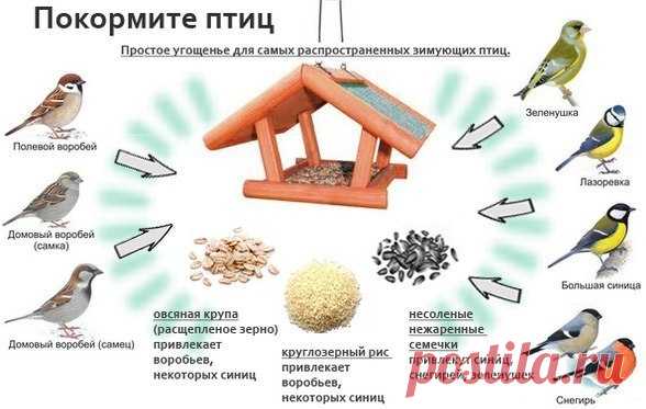 Кормушка для птиц из пластиковой бутылки своими руками: оригинальные идеи и их фото