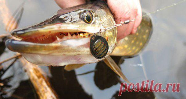 Ловля щуки на вращающиеся блесны / Богатая добыча