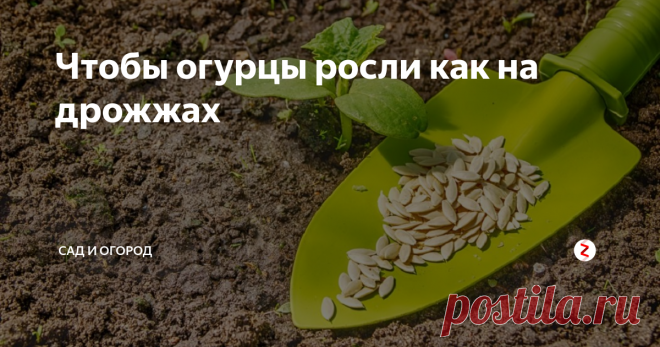 Чтобы огурцы росли как на дрожжах Наши бабушки знали множество секретов для увеличения урожая. Но с появлением химии многие секреты забыты.
