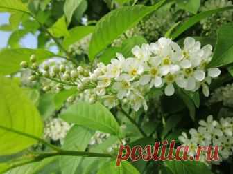 Черёмуха - вестница холодов и лета. Чем она привлекательна? Отзвенели талые ручьи, отзвучали предпоследние мажорные аккорды весны. Вот-вот раскроют свои звоночки вестники лета — колокольчики. Черёмуха, участница заключительной части весенней симфонии, сменила свадебный наряд на будничный — надела серёжки из мелких зелёненьких бусин.