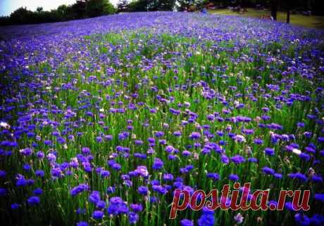 Васильки
Зеленые листы
и синие цветы –
черты почти невзрачной красоты.
И всё же васильки
небесно-глубоки
и сердцу безыскусностью близки.
Синеет василек
обсевком у дорог…
Но как же приголубил
его Бог!
(из книги «Церковнославянская вязь»)