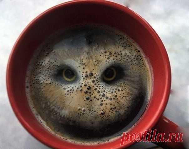 Если бросить в кофе 2 колечка картофельного снека. / Взлом логики