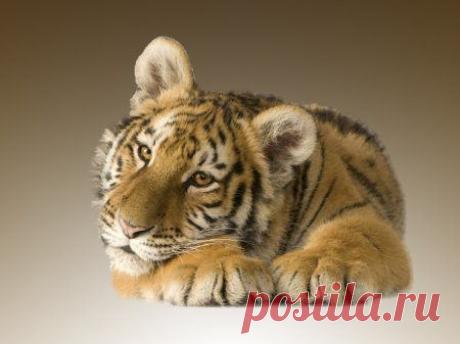 Забавные животные / Питомцы