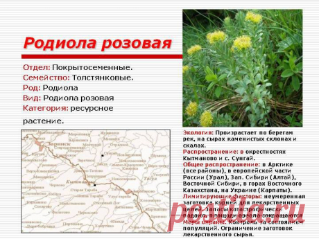 Повышение иммунитета, Укрепляем здоровье    Лекарственное растение, занесенное в красную книгу РФ, и известное под названием «золотой корень» за свои целебные свойства особенно популярно в среде студентов. Связано это с тем, что «золотой корень» стимулирует процессы мозговой деятельности, и всяко безопаснее брэндовых энергетиков. Настойка родиолы розовой может помочь и иммунитету, если его требуется подстегнуть.Научим Вас и Ваших партнеров! Зарабатывать деньги в Интернете!У Вас будут новые клиен