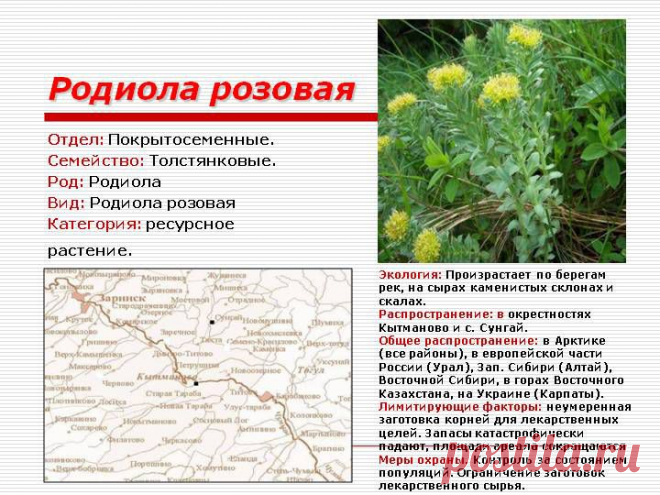 Повышение иммунитета, Укрепляем здоровье    Лекарственное растение, занесенное в красную книгу РФ, и известное под названием «золотой корень» за свои целебные свойства особенно популярно в среде студентов. Связано это с тем, что «золотой корень» стимулирует процессы мозговой деятельности, и всяко безопаснее брэндовых энергетиков. Настойка родиолы розовой может помочь и иммунитету, если его требуется подстегнуть.Научим Вас и Ваших партнеров! Зарабатывать деньги в Интернете!У Вас будут новые клиен