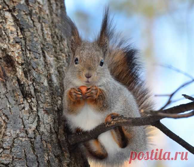 Белки забывают, на каких деревьях делают припасы, потому что их — тысячи.