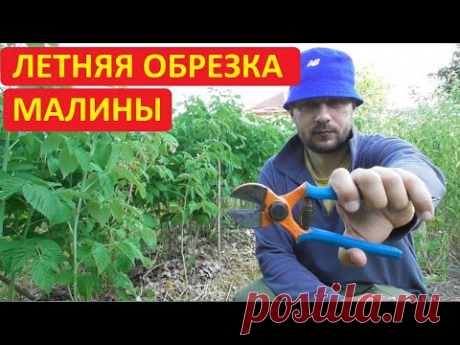 Летняя обрезка ремонтантной малины. Прореживание малины - подробная инструкция