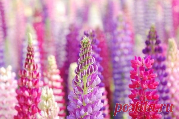 Чудо-бобы. 8 фактов в пользу того, чтобы посадить люпины на своём участке