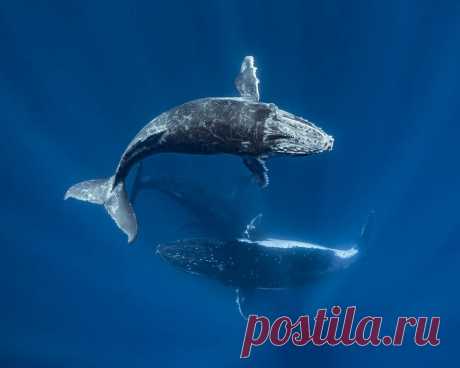 Удивительный подводный мир и его обитатели: лучшие фото года, часть 2  🐠
Продолжаем публиковать лучшие фотографии подводного мира, сделанные в 2018 году.
В первой части мы уже представили вам лучшие снимки, сделанные на Земле.
На этот раз предлагаем вам полюбоваться подводным миром планеты.
1. Морская звезда, Шри-Ланка
2. Дельфины в воде, Индия
3. Рыба-клоун, Индонезия
4. Медуза и коралловый риф, Таиланд
5. Медуза, Чили
6. Медуза на скале, Китай
7. Медуза в движении, Китай
8. Медузы, Китай
9. …