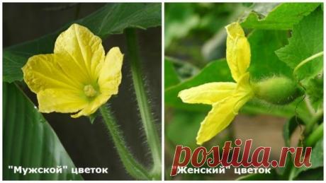 Выращивание огурцов в пластиковых 5 литровых бутылках: посадка и уход + видео