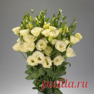 Эустома - выращивание из семян