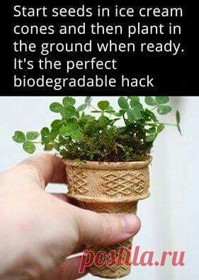 Советы огородникам