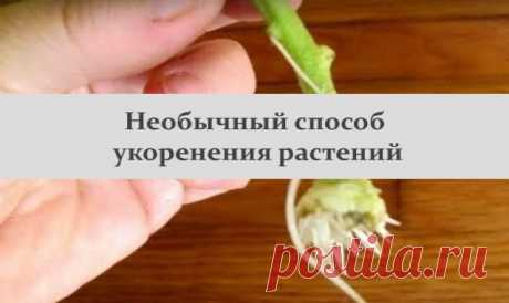 Необычный способ укоренения растений. Работает на 100% Есть такой метод укоренения трудноукореняемых растений (хвойные, сирень, черенками апельсины, мандарины, кумкваты…), работает отлично, сделать вообще ни каких проблем, не нужны ни какие покупные средс…