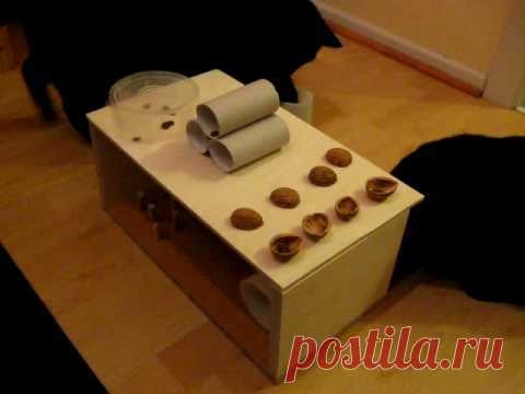 Интерактивные игрушки для кошек своими руками | Все о кошках