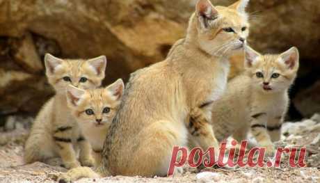 Даже когда взрослеют, эти кошки выглядят как котята. И их котята тоже выглядят как котята Барханный (песчаный) кот — это Питер Пэн семейства кошачьих. Представители этого вида выглядят как котята на протяжении всей жизни, поэтому кажется, что они никогда не взрослеют.Песчаные коты проживаю...