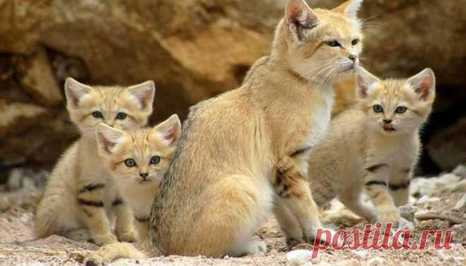 Даже когда взрослеют, эти кошки выглядят как котята. И их котята тоже выглядят как котята Барханный (песчаный) кот — это Питер Пэн семейства кошачьих. Представители этого вида выглядят как котята на протяжении всей жизни, поэтому кажется, что они никогда не взрослеют.Песчаные коты проживаю...