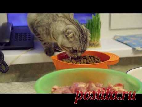 Чем кормить котов. Кошачие котлетки.