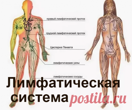 Лекарственные растения для очищения лимфы | Советы целительницы