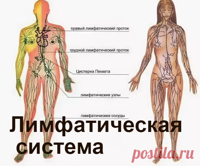 Лекарственные растения для очищения лимфы | Советы целительницы