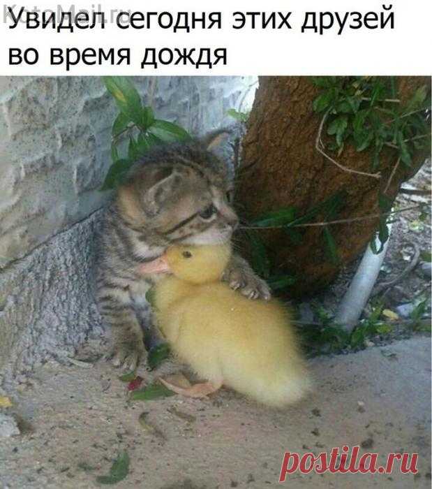 Уникальное фото | KotoMail.ru
