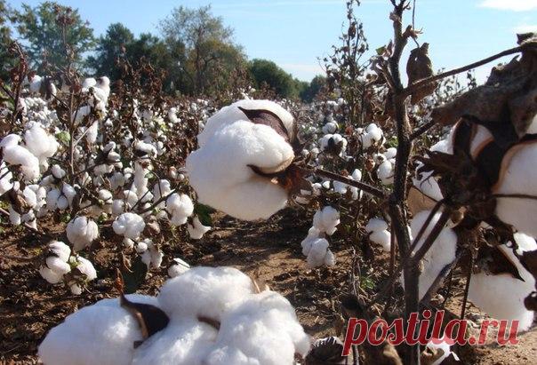 Хлопок поможет в борьбе с болезнью Альцгеймера » Взрывные новости, интересные факты, фото дня, познавательные статьи - 2cafe.net
