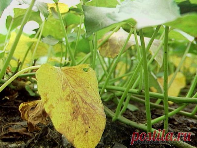Желтеют листья у огурцов: главные причины и методы борьбы