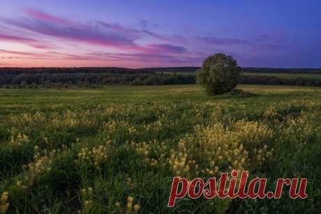 Поле сурепки вечером. Снимала Марина Мурашова: nat-geo.ru/community/user/9890