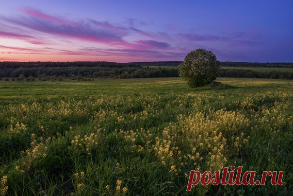 Поле сурепки вечером. Снимала Марина Мурашова: nat-geo.ru/community/user/9890