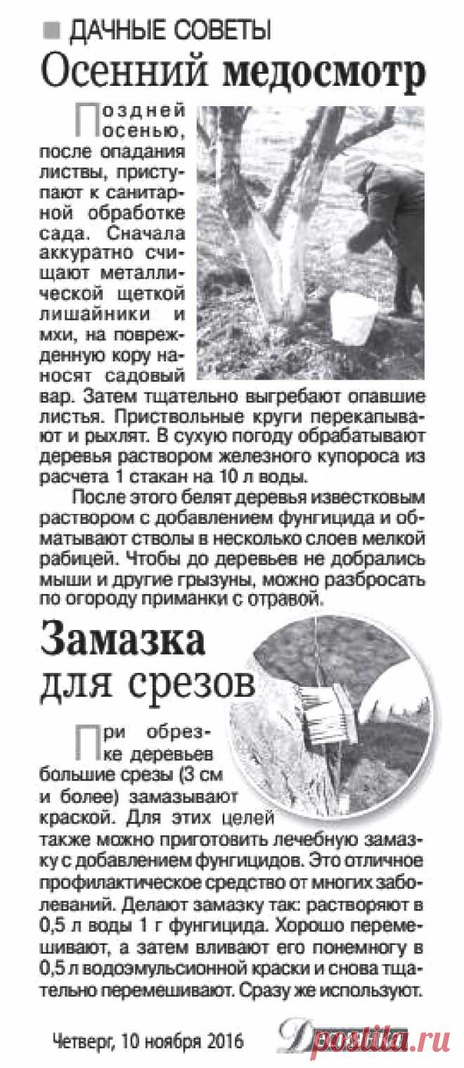 Уход за деревьями осенью
