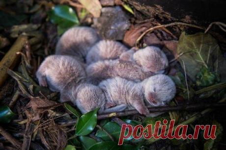 крошечные детеныши выдры...