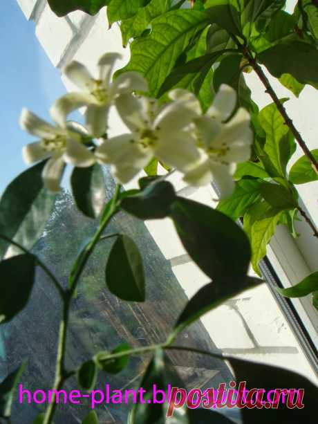 Комнатные растения для души и настроения: Мурайя метельчатая (Muraya paniculata): уход за благородной горянкой