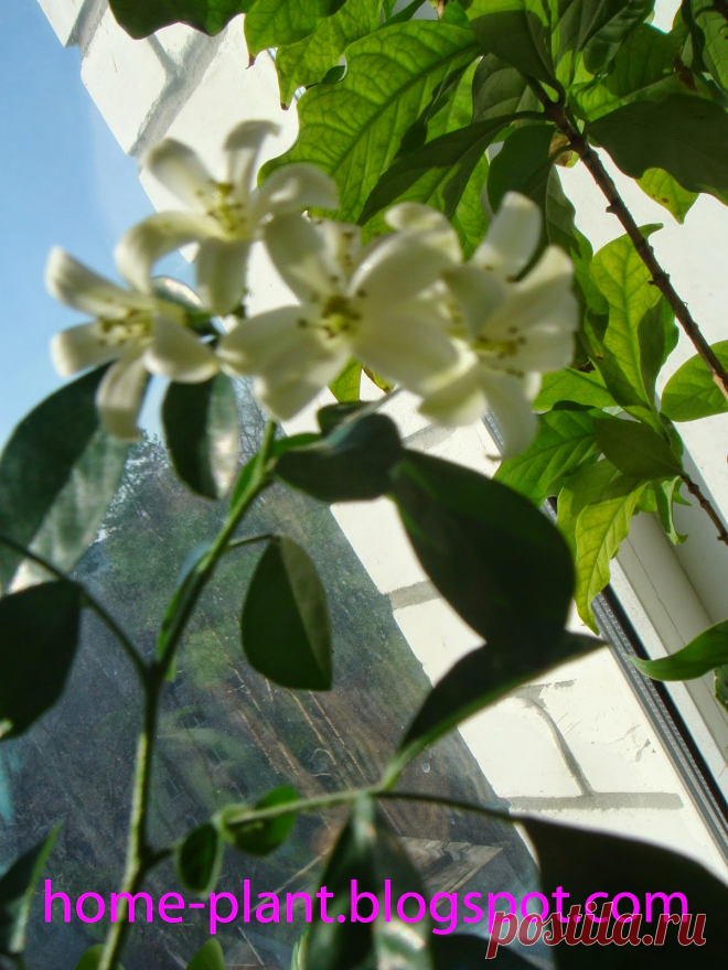 Комнатные растения для души и настроения: Мурайя метельчатая (Muraya paniculata): уход за благородной горянкой