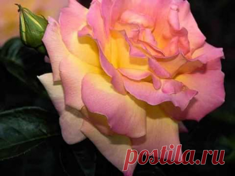 Самая желанная - YouTube