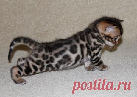 Бенгальский котенок