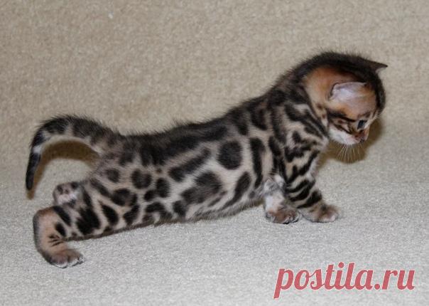 Бенгальский котенок