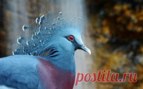Голубь с хохолком - Скачать обои на рабочий стол в один клик!