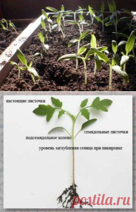 Выращивание рассады помидор в домашних условиях | Дача - впрок