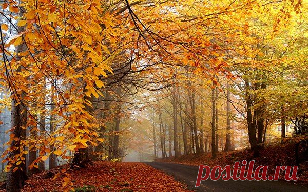 Игорь Северянин.
Октябрь
Люблю октябрь, угрюмый месяц,
Люблю обмершие леса,
Когда хромает ветхий месяц,
Как половина колеса.
Люблю мгновенность: лодка... хобот-
Серп... полумаска... леса шпиц...
Но кто надтреснул лунный обод?
Кто вор лучистых тонких спиц?
Морозом выпитые лужи
Хрустят и хрупки, как хрусталь;
Дороги грязно-неуклюжи,
И воздух сковывает сталь.
Как бред земли больной, туманы
Сердито ползают в полях,
И отстраданные обманы
Дымят при блеске лунных блях.