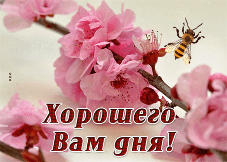 Выразительная гиф-открытка, хорошего денечка
