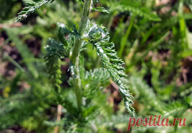 Schafgarbe - Verwendung, Wirkung und Anbau